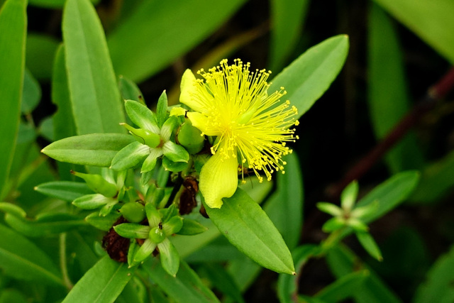 Hypericum prolificum