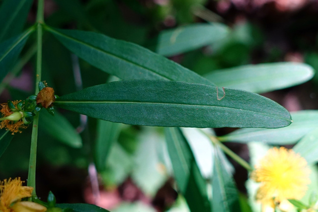 Hypericum prolificum - leaves