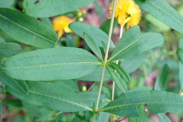 Hypericum prolificum - leaves