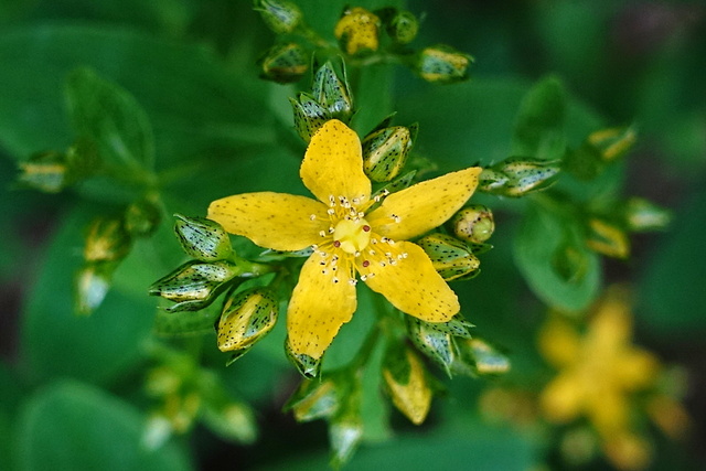 Hypericum punctatum