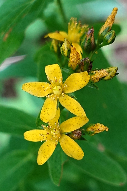 Hypericum punctatum