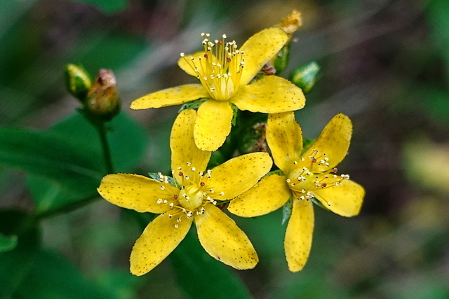 Hypericum punctatum