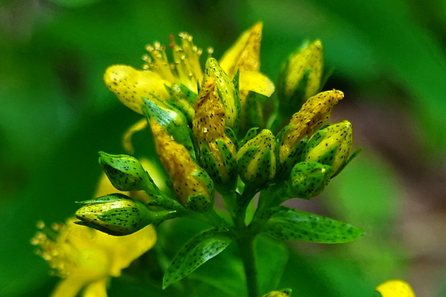 Hypericum punctatum