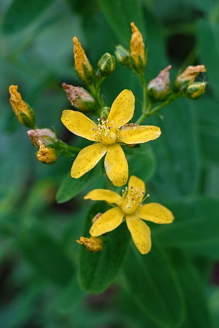 Hypericum punctatum