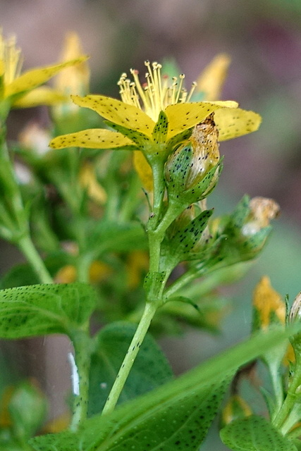 Hypericum punctatum