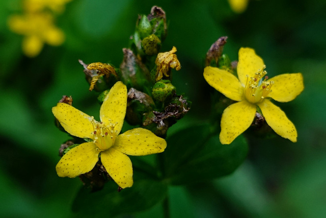 Hypericum punctatum