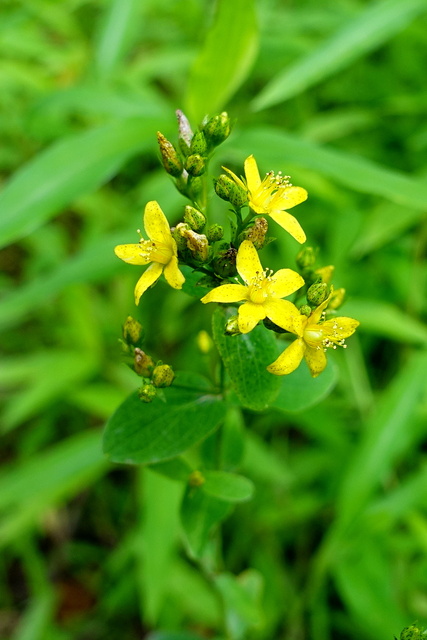 Hypericum punctatum