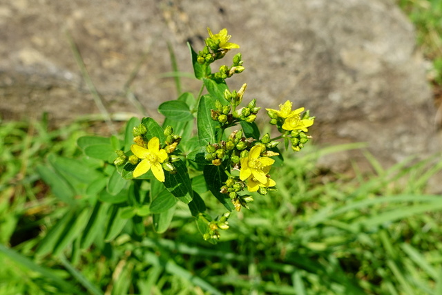 Hypericum punctatum