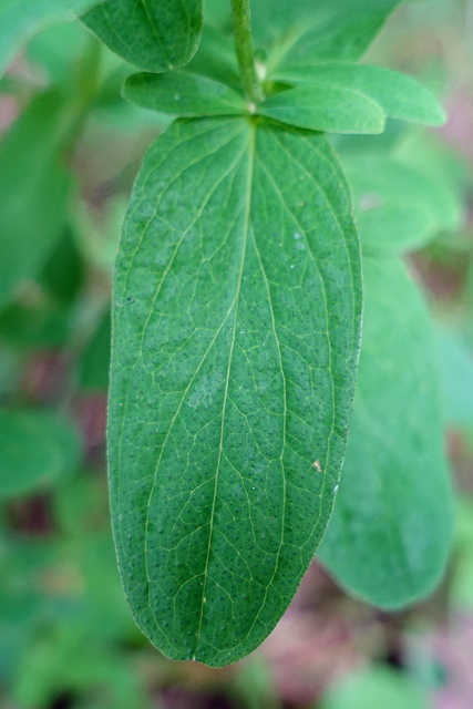 Hypericum punctatum - leaves