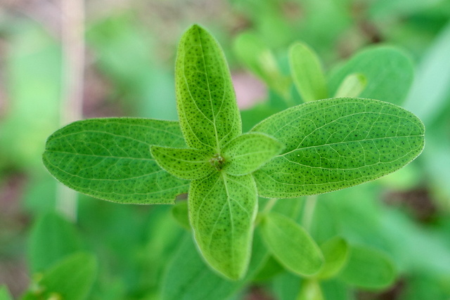 Hypericum punctatum - leaves