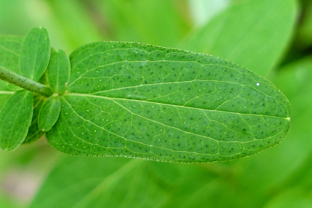 Hypericum punctatum - leaves