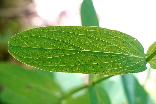 Hypericum punctatum - leaves