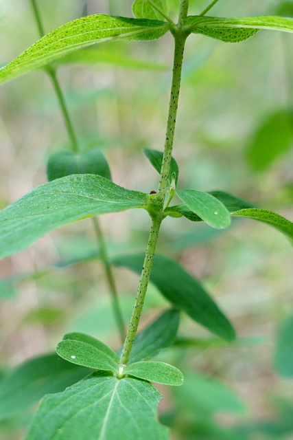 Hypericum punctatum - stem