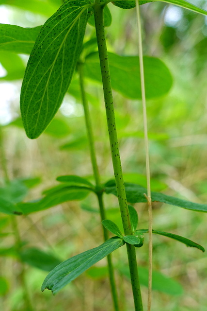 Hypericum punctatum - stem