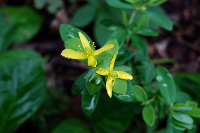 Hypericum stragulum