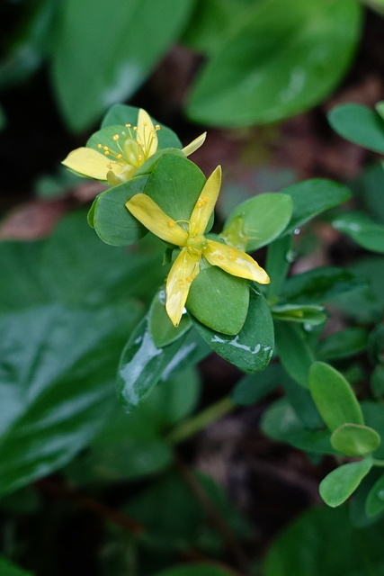 Hypericum stragulum
