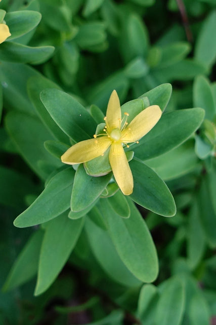Hypericum stragulum