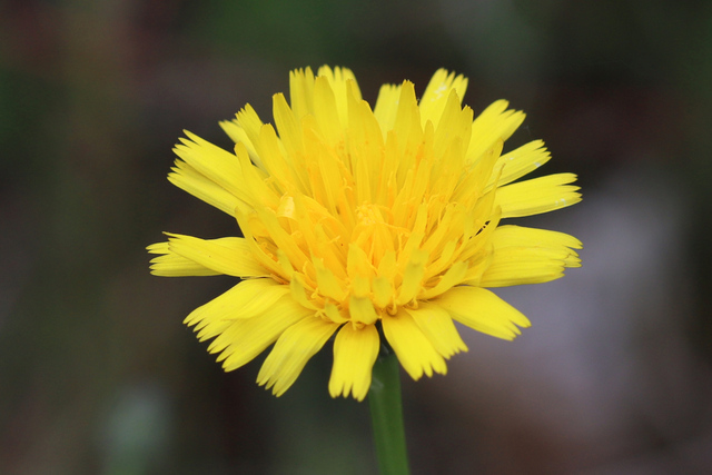 Hypochaeris radicata