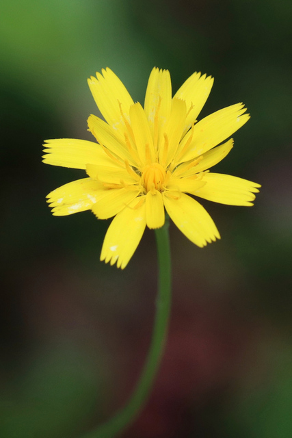 Hypochaeris radicata