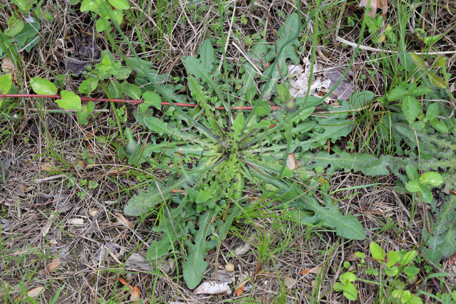 Hypochaeris radicata - leaves