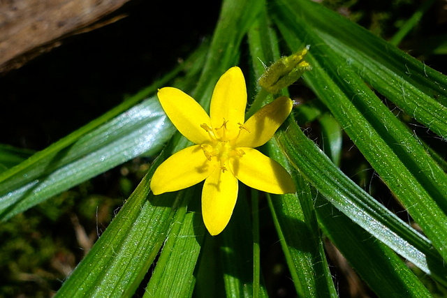 Hypoxis hirsuta