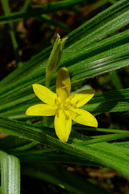 Hypoxis hirsuta