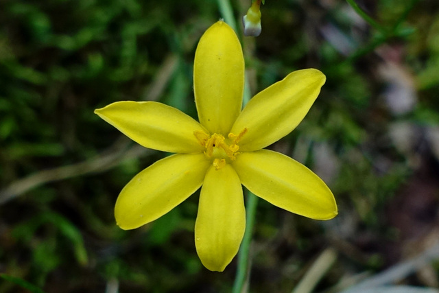 Hypoxis hirsuta