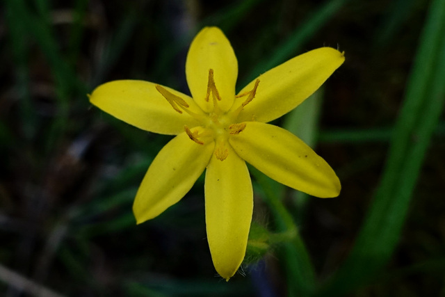 Hypoxis hirsuta