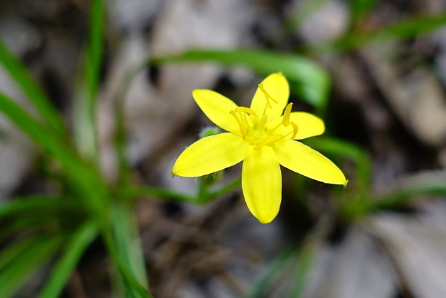 Hypoxis hirsuta