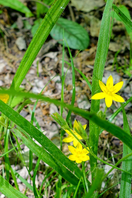 Hypoxis hirsuta - leaves