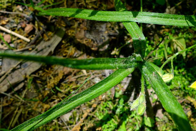 Hypoxis hirsuta - leaves