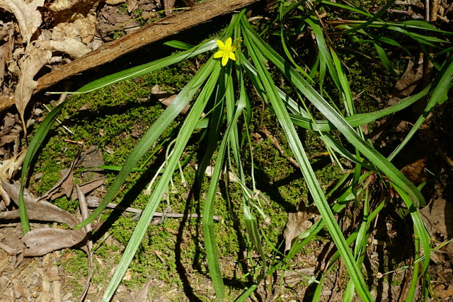 Hypoxis hirsuta - plant