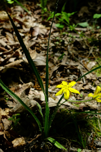 Hypoxis hirsuta - plant