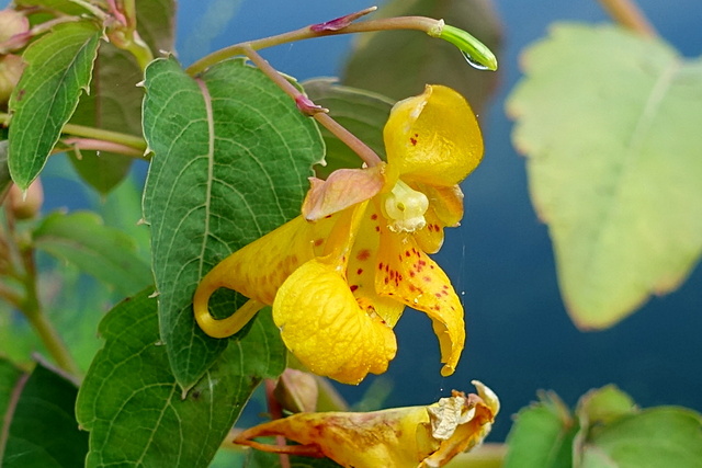 Impatiens capensis