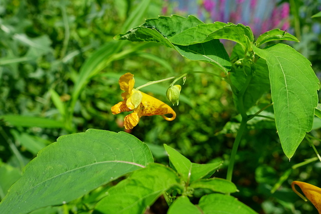 Impatiens capensis