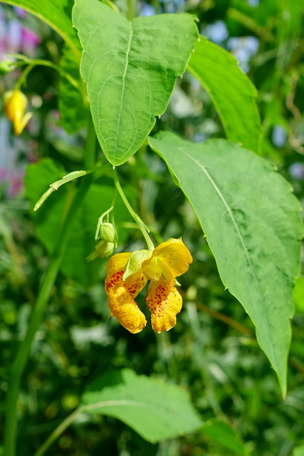 Impatiens capensis