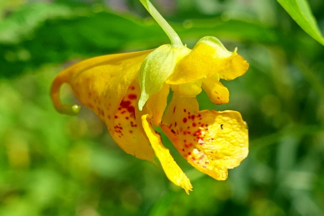 Impatiens capensis