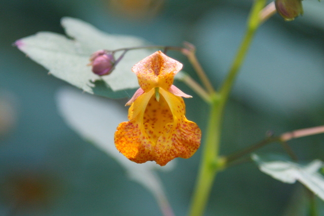 Impatiens capensis