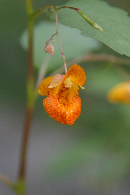 Impatiens capensis