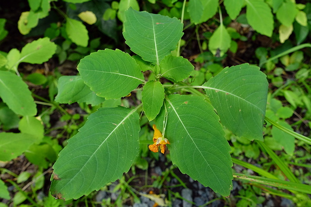 Impatiens capensis - plant