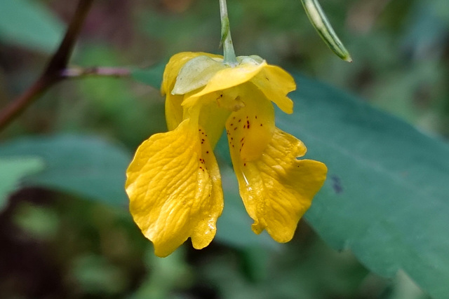 Impatiens pallida