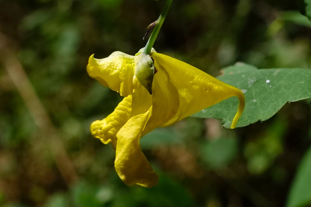 Impatiens pallida