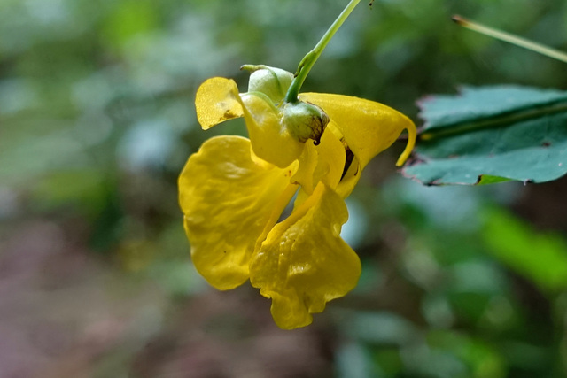 Impatiens pallida