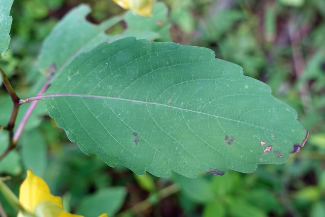 Impatiens pallida - leaves