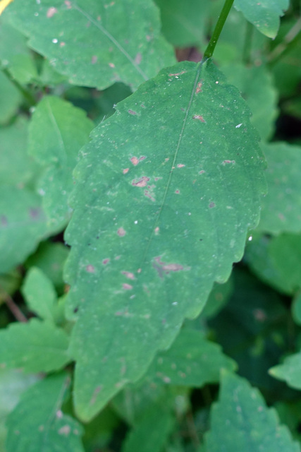 Impatiens pallida - leaves