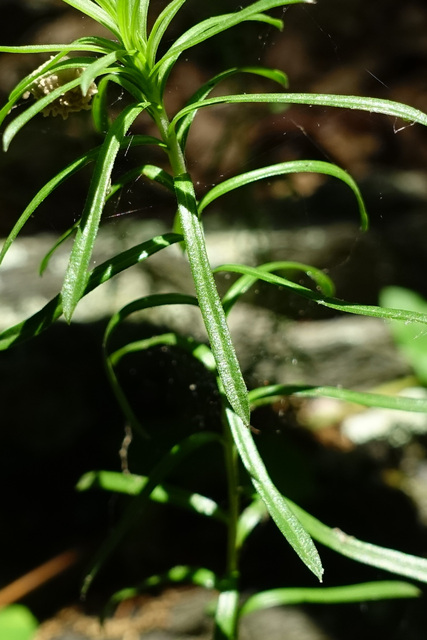 Ionactis linariifolia - leaves
