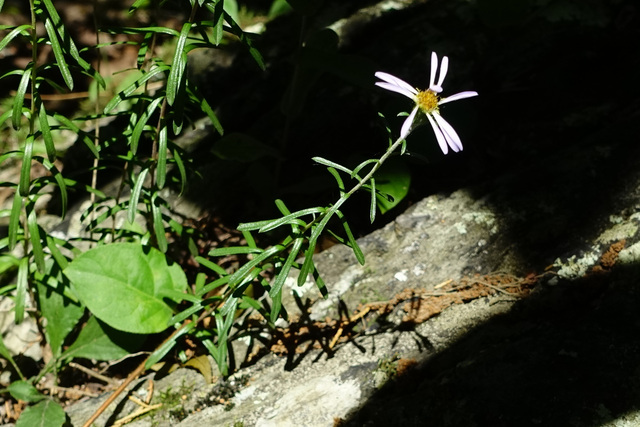 Ionactis linariifolia - plant