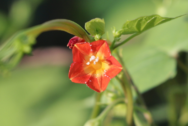 Ipomoea coccinea