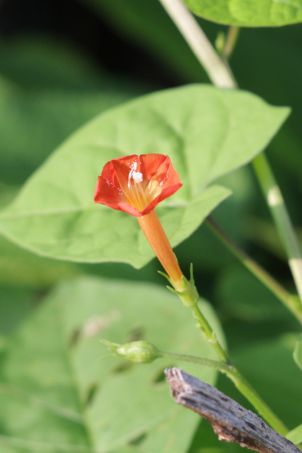 Ipomoea coccinea