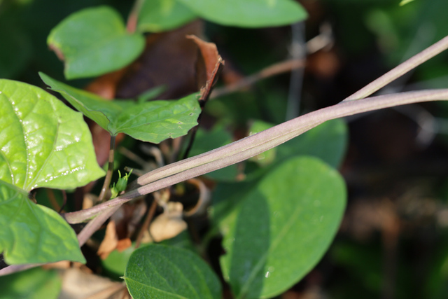 Ipomoea coccinea - stem